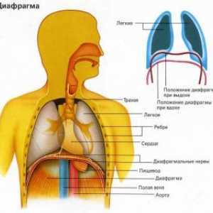 Boala diafragma: diafragmatit, spasm clonic al diafragmei (sughiț), paralizia diafragmei, hernie…