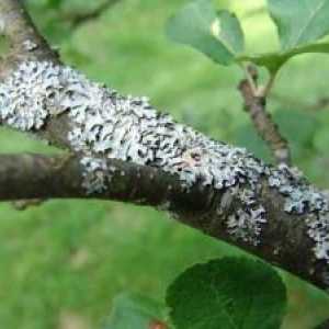 Boli ale trunchiuri și ramuri de pomi fructiferi și de prevenire a acestora