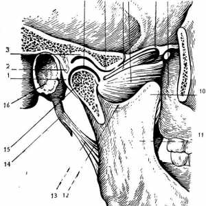 Durerea a articulației temporomandibulare. anatomie normală și funcția