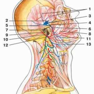 Nervi cranieni 12 perechi craniene