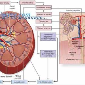 Vascularizarea țesuturilor. Formarea și dezvoltarea de noi vase de sange