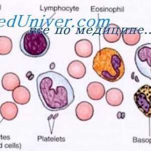 Citotoxicitatea celulelor natural killer. Efectul imunomodulatoare asupra celulelor NK