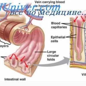 Absorbția de apă în intestinul subțire. Fiziologia absorbției de ioni în intestin