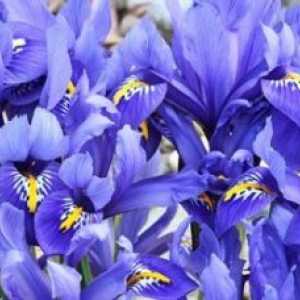 Flori irisi, în creștere, îngrijire
