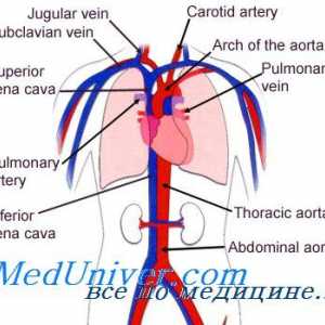 Tensiunea arterială în diferite părți ale sistemului vascular. Fundamentele teoretice ale…
