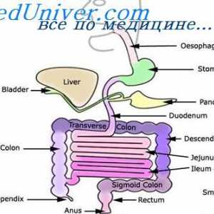 Activitatea bacteriană în colon. Paralizia mecanism de înghițire