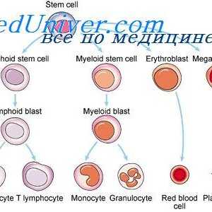 Diferențierea celulelor limfoide. lymphopoiesis