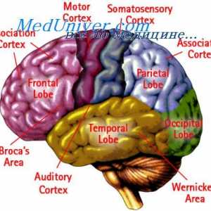 Comunicarea cortexul cerebral cu alte departamente. Domenii specifice ale cortexului cerebral