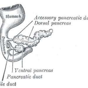 Aditivul (aberante) pancreas