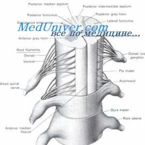 Funcțiile motorii ale măduvei spinării. animalele spinale și decerebrate