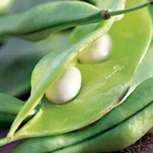 Bean, cultivare, soiuri