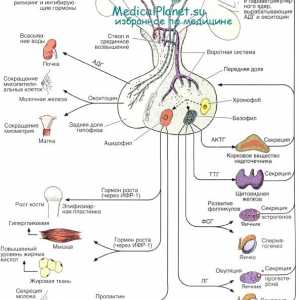Fiziologia glandei pituitare. hormoni hipofizari