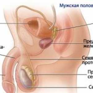 Fiziologia sistemului reproductiv masculin