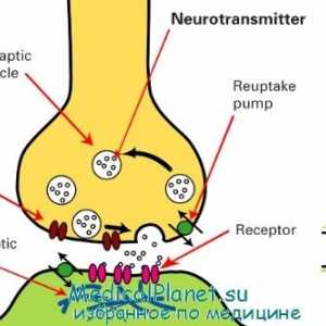 Fiziologia sinapselor nervoase. Anatomia unui sinapsa