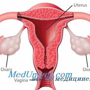 Fiziologia gonadelor: ovarele si testiculele