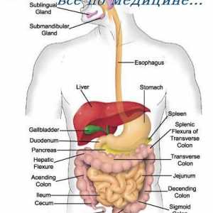 Fiziologia tractului gastro-intestinal. Activitatea motorie a tractului gastro-intestinal