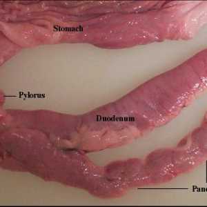 Forma pancreasului