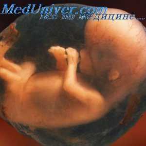 Formarea sternului embrionului. Scheletul membrelor fatului