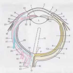 Formarea și structura globului ocular și cornee
