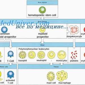 Formarea imunității la făt. lymphopoiesis neonatală