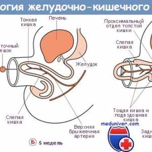 Formarea mezenterului intestinului. Mezenter și embrionare colon intestin