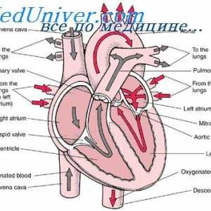 Formarea valvelor cardiace fetale. Dezvoltarea embrionului pericardului