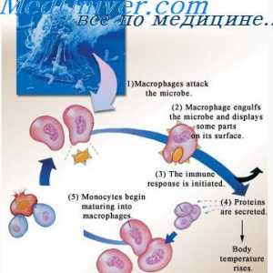 Tipuri de imunitate adaptive. În imunitatea Limfocitele dobândite