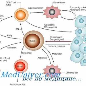 Formarea nk-fetale celule ale sistemului imunitar. funcția limfocitelor T imunitate