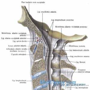 Formarea vertebrelor embrionului. Etapele de dezvoltare a diferitelor părți ale vertebrelor la fat