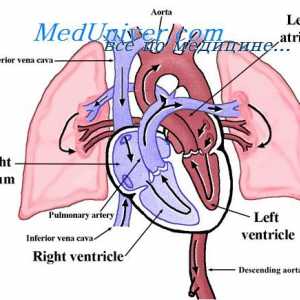 Fluxul de sânge în plămâni în timpul exercițiului. fluxul sanguin pulmonar în insuficiența cardiacă