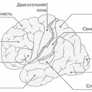 Functionarea creierului
