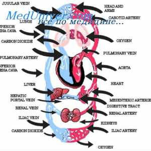 Zonele funcționale ale sistemului circulator. volume de sânge în diferite părți ale sistemului…