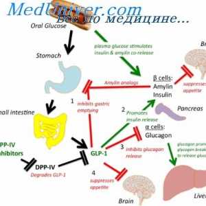 Peptidele gastro-intestinale: de reglementare și hormonale