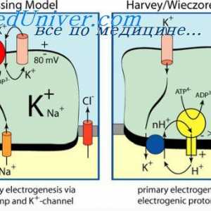 Calciu și hidrogen ioni Kontrtransport. transport activ la țesuturi