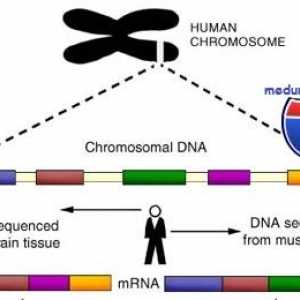 Genele si cromozomul uman. structură
