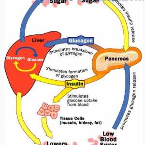 Glucagonul și gluconeogeneza. Reglementarea secreției de glucagon