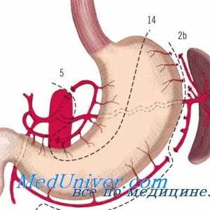 Sistemul hipofizo-suprarenalian cu boli precanceroase ale stomacului