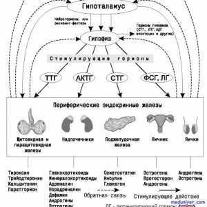 Hipotalamo-hipofizo sistem. pituitară