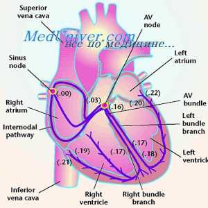 Auto-excitație a celulelor de nod sinusal. pachete Internodal inima