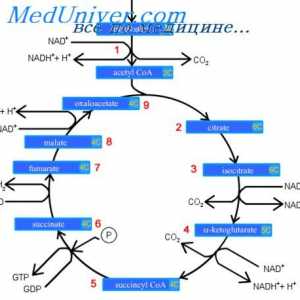 Glicoliză și eliberarea de energie de glucoză. Ciclul de acid citric sau ciclul Krebs