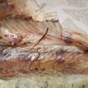 Worms (helminți, helminthiasis) în pești, periculoase pentru om