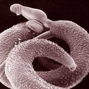 Worms (helminths) imunitatea atenuant