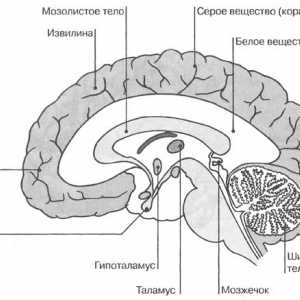 Caracteristicile interne ale creierului