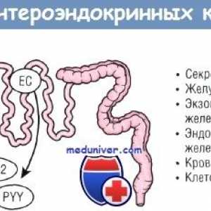 Hormoni și funcția lor intestinale