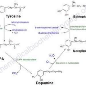Hormonii medulosuprarenalei, catecolamine