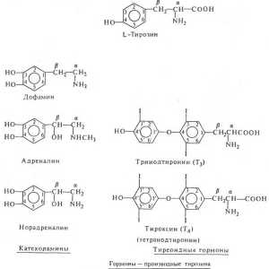 Hormonii - derivați de aminoacizi