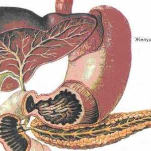 Caracteristici ale pancreasului