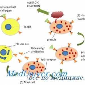Imunoglobulina e (ige) și eozinofile în reacțiile alergice