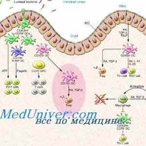 Capacitatea imunostimulatoare a celulelor dendritice. Activarea imunității înnăscute