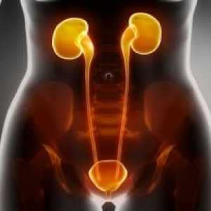 Infecții ale tractului urinar la femei, simptome, tratament, cauze, simptome
